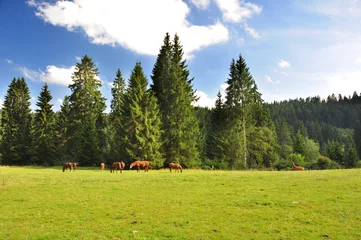 Photo sur Plexiglas Été Swiss landscape whit Horses