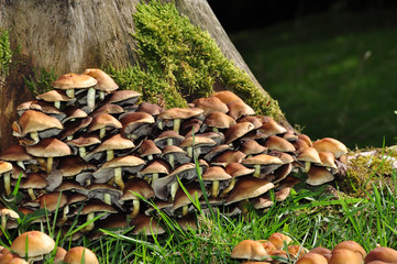 Mushrooms on a tree trunk - 26678686