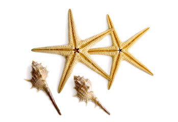 Fototapeta na wymiar Starfishes and shells.