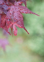 Japanse maple acer leaves