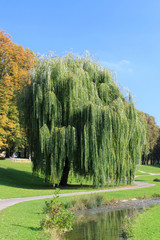 Trauerweide