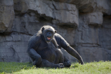 Fototapeta na wymiar chimpancé III