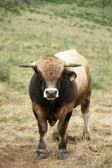 Animal ferme vache 76