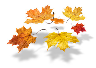 Colorful autumn maple leaves flying on white background