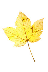 Autumn leaf
