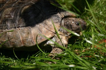 Schildkr&ouml;te beim Gras fressen