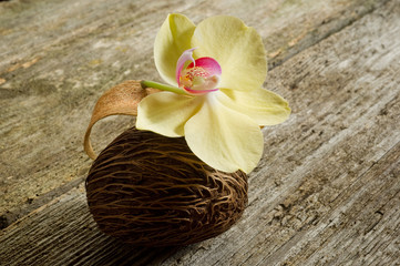 orchid with scented potpurri-orchidea e potpourri
