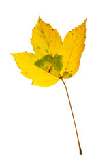 Autumn leaf
