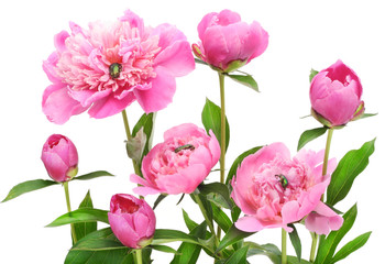 Pink June peonies and  bugs