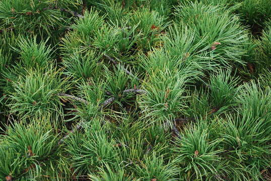 pine branches