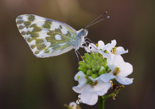 farfalla su fiore bianco
