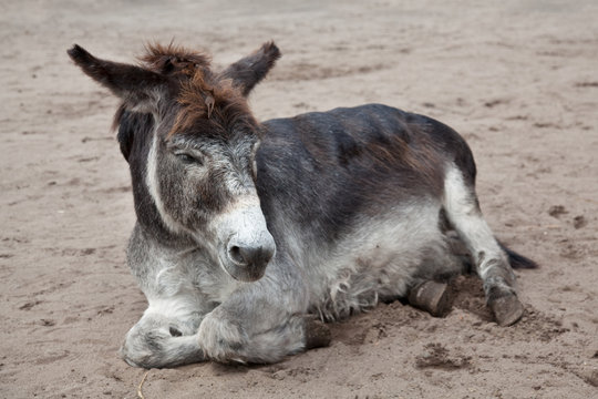 old donkey lying in the sand