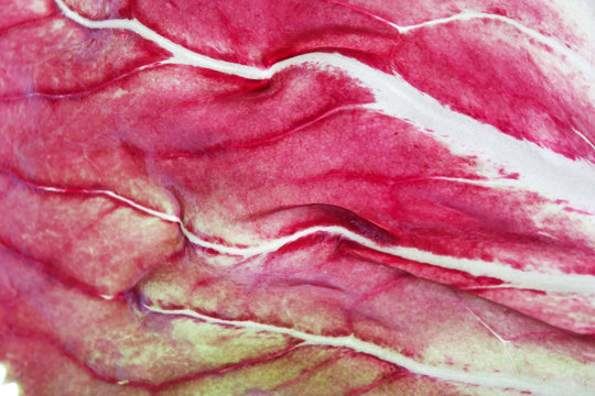 Abstract close up of a radicchio