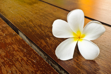 A white plumeria on wood floor