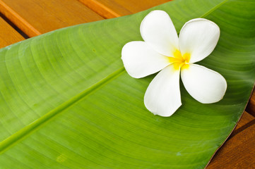 A white plumeria on green leaf