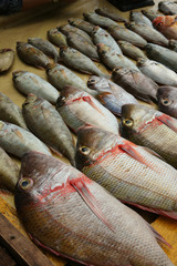 Gastronomie poisson 02