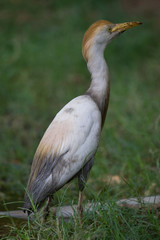 Cattle Egret