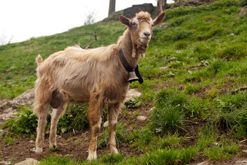 beautiful goat in swiss countryside