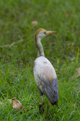 Cattle Egret