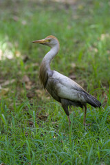 Cattle Egret