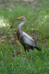 Cattle Egret