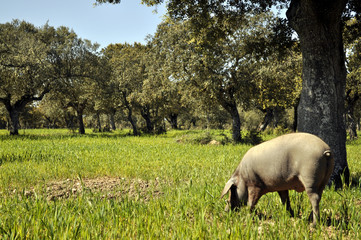 Cerdo Iberico en Salamanca