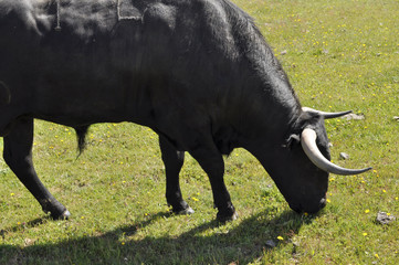 Toro pastando