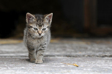 Katzenkind