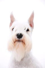 white terrier