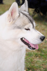 Siberian Husky