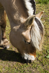 Fototapeta premium Fjord Horse