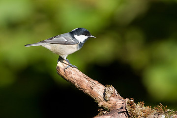 Fototapeta premium Mésange noire