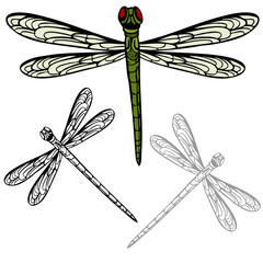 Realistic Dragonfly