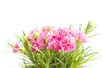 Carnation