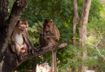 monkey couple