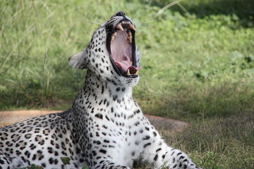 Fototapeta premium coup de gueule