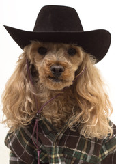 Western Dog