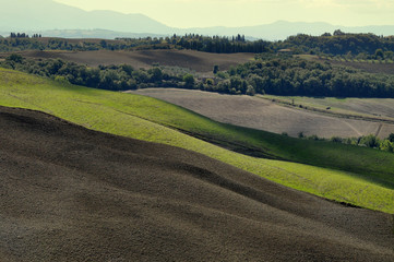 Fototapeta na wymiar Typical Tuscan Landscape