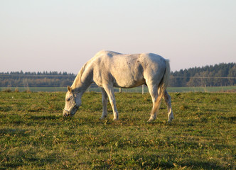 weißes Pferd frist Gras auf der Weide