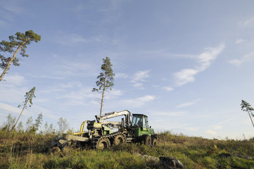 Fototapeta premium forest clearing landscape