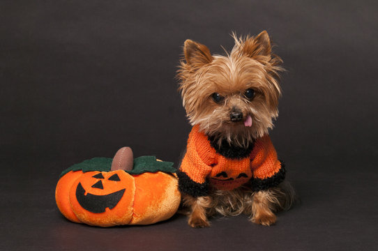 Yorkie Halloween Costumes 2022