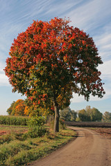 Fototapeta na wymiar Laubbaum in Herbstfärbung