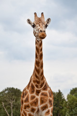 Fototapeta premium Head of a Giraffe in the wild