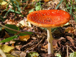 Fliegenpilz