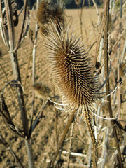 tote Distel