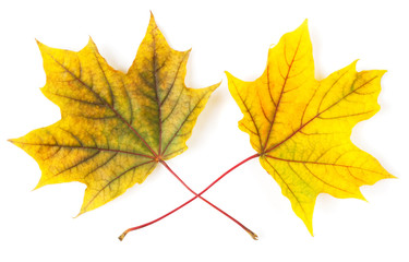 Yellow autumn leaves isolated on white background