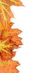Beautiful yellow leaves isolated on white background