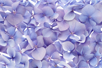 blauwe hortensia achtergrond