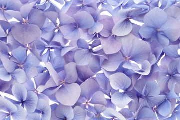 Schilderijen op glas blauwe hortensia achtergrond © andersphoto
