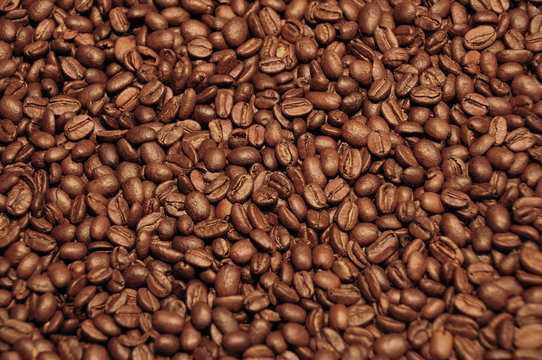 Field of Coffee